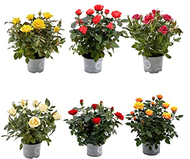 DECOALIVE - Set 6 Rosales - Flores de Colores - Plantas Naturales
