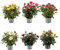 DECOALIVE - Set 6 Rosales - Flores de Colores - Plantas Naturales