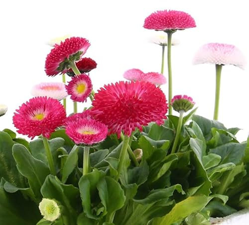 Bellis Mixed Boxed Bedding - 4 x 6 Packs - 24 Plants (Live Plants)