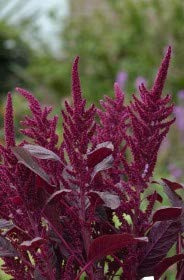 AMARANTHUS CRUENTUS VELVET CURTAIN NR.50 SEMI