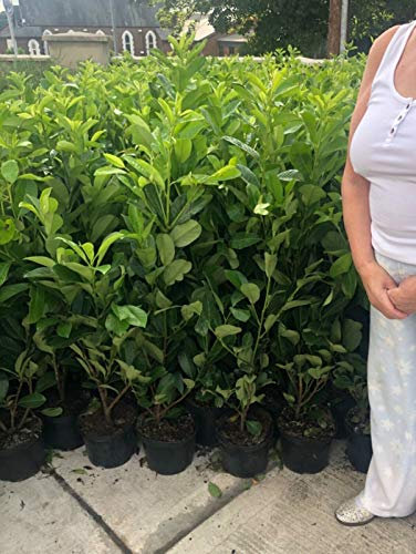 10 Cherry Laurel Hedging Evergreen Plants Fast Growing 80-100cm Large 5 Litre Pots Sunnyside Nurseries