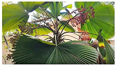 Stk - 5x Licuala grandis Großblättrige Strahlen Palme Garten Pflanzen - Samen B2150 - Seeds & Plants Shop by Ipsa