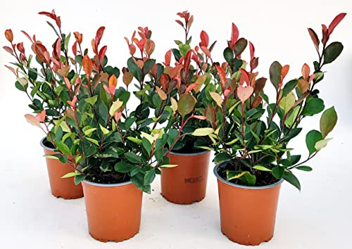 POWERS TO FLOWERS - PHOTINIA LITTLE RED ROBIN VASO 13 CM, 4 PIANTE, piante vere