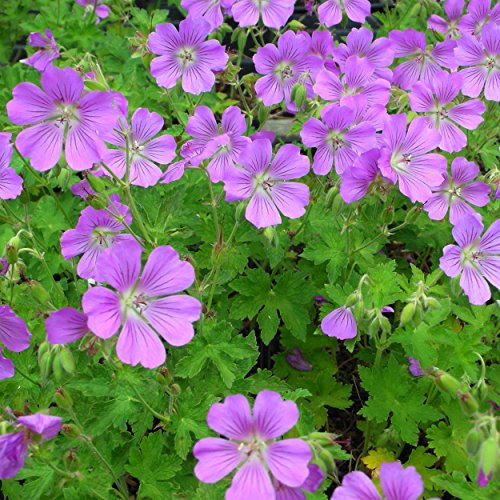Blumixx Stauden Geranium Gracile-Hybr. ‘Sirak’ – violettrosa blühender Storchschnabel, robuste und winterharte Blütenstaude, mehrjährig & insektenfreundlich, ideal für Garten & Balkon