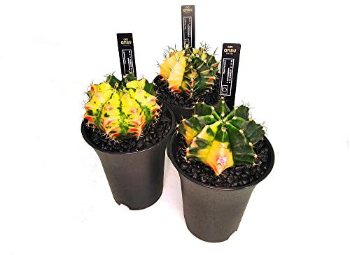 CACTUS NATURAL GYMNOCALYCIUM VARIEGATA M6 CACTUS Y SAGRAS DE COLECCION