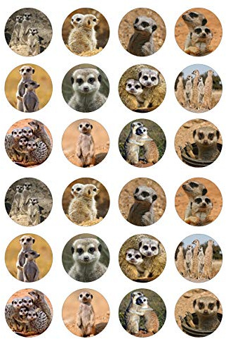 The Cake Decorators Boutique 24 Meerkats edible kids childrens party decorations Iced Icing CupCake Toppers