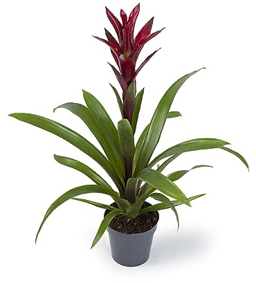 Cool Green - Planta natural interior - Bromelia Roja - Apta para Mascotas