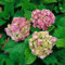 Hydrangea macrophylla 'Deutschland' 60-80 cm - Bauernhortensie, rosa Blüten, Blütezeit Juni-September, ideal für Rabatten, pflegeleicht und winterhart