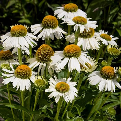GardenersDream Echinacea Pflanze im Topf – Pflegeleichter Weißer Sonnenhut-Strauch für den Garten – Faszinierende Gartenpflanze für draußen (inkl. 11 cm Topf)