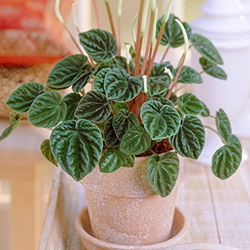 Peperomia Lilian | 15-25cm getopfte Pflanze|Kleine Pflanze für das Haus I