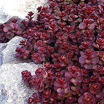 Â 200 semi di Sedum voodoo, Perenni, Groundcover/Rock Garden, scrop