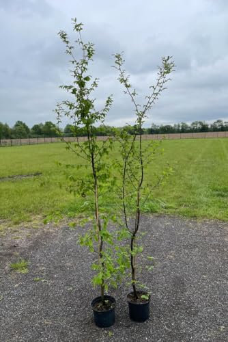 30st. Hainbuchen 150-175cm ohne Topf gemessen Heckenpflanzen Carpinus betulus Hecke Weißbuche Gartenhecke Hainbuche Heckenpflanzen