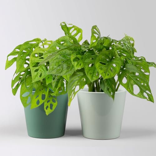 Monstera adansonii mit Topf Dallas seegrün, gl.blau, Topf-Ø 12 cm, 2 Pflanzen