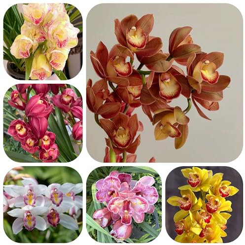 semillas de orquídeas cymbidium - resistentes cubren el suelo jardin 350pcs