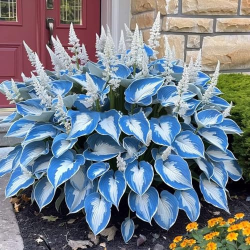 Hosta bulbi,piante erbacee Resistenti perenni,adatte per la decorazione di giardini e balconi,Hosta pianta vera(non artificiali)-6 Bulbi-J