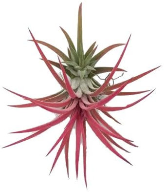Clavel del Aire Rojo DECOALIVE Planta de Aire Natural Color Rojo Tillandsia Roja