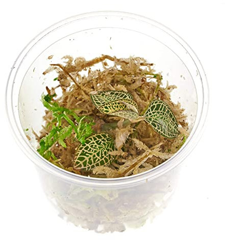 Juwelorchidee - Macodes A. rxburghii Skeleton - Zimmerpflanze - Terrariumpflanze - Pflanze für Flaschengarten - Becher Ø 5,5cm - 1 Pflanze in Torfmoos