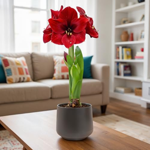 FLORIUM Amaryllis Zwiebel Dark Magic | 1 Blumenzwiebel in Großformat 26/30 | Exklusive Blumenzwiebeln Amarillis | Echte Pflanzen aus Holland | Hippeastrum Zwiebeln
