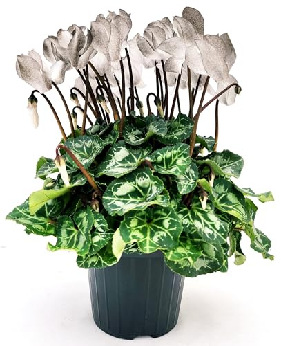 POWERS TO FLOWERS - CICLAMINO COLOR LIFE BLACK, 5 PIANTE, VASO 12CM DIAMETRO, piante vere