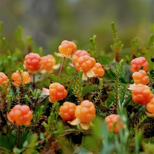 Semillas de mora de los pantanos - Rubus chamaemorus - enanos resistentes huerta columnar resistente columnares 100pcs