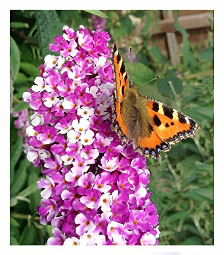 BALDUR Garten Duft-Schmetterlingsflieder 'Berries and Cream®',1 Pflanze, winterharter Strauch für Beet & Kübel, herrlich duftende Blüten, pflegeleicht, robust, lange Blütezeit, bienenfreundlich