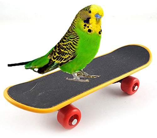 Keersi Spielzeug für Vögel, Papageien, Intelligenz, Spielzeug für Wellensittiche, Sittiche, Nymphensittiche, Finken, Kakadus, Amazonas-Käfig Spielzeug (Skateboard)