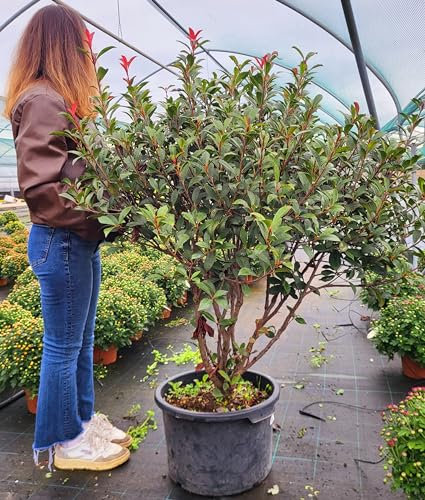 POWERS TO FLOWERS - PHOTINIA RED ROBIN ESEMPLARE, VASO 40 CM, ALTEZZA 140/150cm, pianta vera