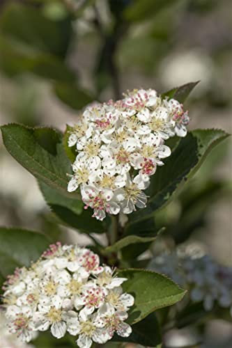 Aronia arbutifolia 'Brilliant' 60–80 cm – Winterhart, Mehrjährig, Pflegeleicht – Rote Apfelbeere – Heckenpflanze für Garten & Sichtschutz