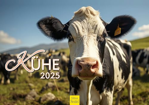 Edition Seidel Calendario premium de vacas 2025, formato DIN A3, calendario de pared, calendario de vaca, vaca, ternera, animales domésticos, granja