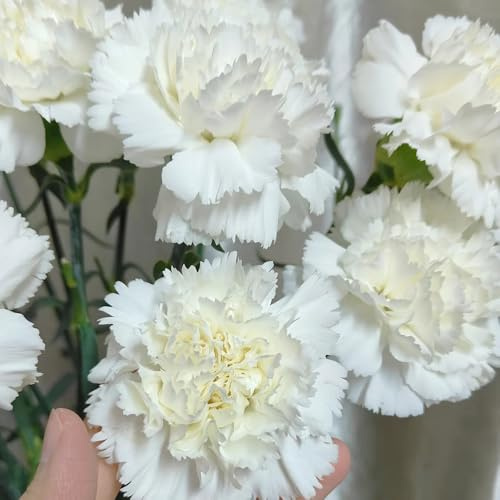 Semi di garofano, rare di garofano selvatico, semi di regali sostenibili perenni 400pcs