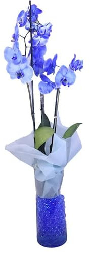 Orquídea Color Azul de Interior - DECOALIVE - Planta Natural - Phalaenopsis - Flores Azul Eléctrico