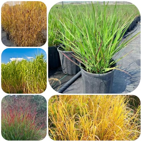 semillas de pasto varilla - productos sostenibles de sombra para mamparas privacidad balcones semillas para camas elevadas ornamental 400pcs