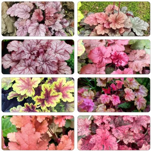 Purpurglöckchen - Heuchera extrem winterharte kübelpflanzen blumenbeet balkon pflanzensamen exotisch schnittblumen wildkräuter blumensaat bonsai topf indoor kräutergarten hochbeete 60samen