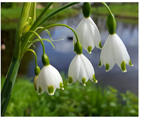10x Leucojum Aestivum Spring Flowering Bulbs Autumn Planting Perennial Summer Snowflake Flowers