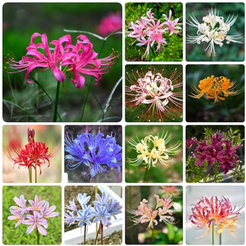 Bulbos de lirio araña, bulbos de lirio sangre decoración sala estar extraño perennes resistentes decoraciones jardín para exteriores invernaderos balcón resistentes 5pcs
