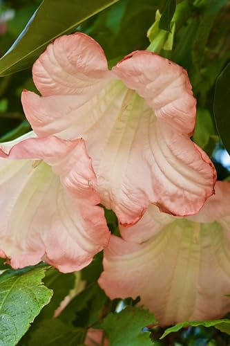 Pianta di Datura Arborea o Brugmansia Arborea pianta ornamentale da esterno con fiori grandi di vari colori pianta vera venduta da eGarden.store (Rosa)