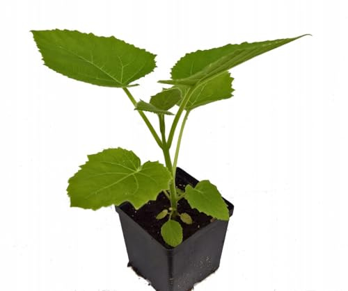 Paulownia Shan Tong Fortunei x Tomentosa Pflanzen Hybrid 9503 Pflanze Pro Kiribaum Winterhart Schnellst wachsender Baum der Welt 35-45cm