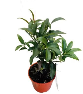 Árbol de Kumquat Natural Frutal en Maceta Ideal para el Jardín y la Terraza