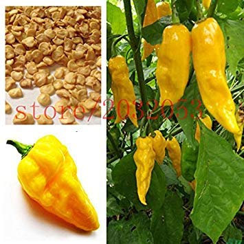 GEOPONICS 100 rares graines de poivron jaune Hot Chilli Habanero Tongue graines de piment jaune meilleures graines de légumes pour le jardin de la maison