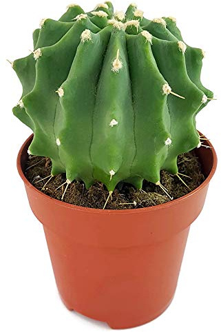 Fangblatt - Ferocactus glaucescens f. inermis - Schmuckkaktus - pflegeleichte Sukkulente - dekorative Zimmerpflanze