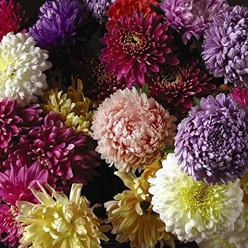 Aster Seeds UK 'Duchess Mixed' Callistephus chinensis China Aster Half-Hardy Annual Easy to Grow Your Own Outdoor Garden Flower Plants (Approx. 250 Seeds) by Thompson and Morgan