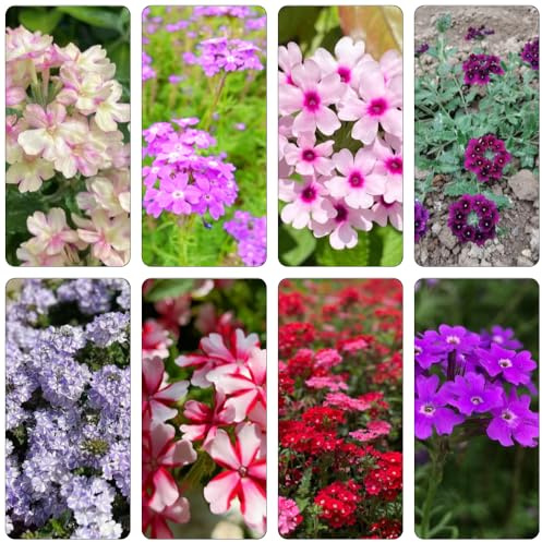 Verbena Hybrida - giardino resistente semi di interno selvatiche ufficio semi di selvatici 500pcs