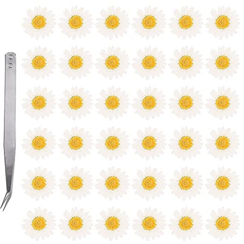60pcs Dried Daisy Flower Mini Real Natural Flowers White Flower Plants Specimen Dried Pressed Flowers for DIY Resin Jewelry Nail Art Bookmark Phone Case Floral Decor