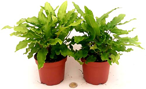 POWERS TO FLOWERS - ASPLENIUM SCOLOPENDRUM PHYLLITIS, VASO 12CM, 2 PIANTE, FELCE DA ESTERNO pianta vera