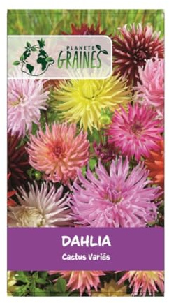 240 graines DAHLIA cactus double MIX - PLANTE VIGOUREUSE