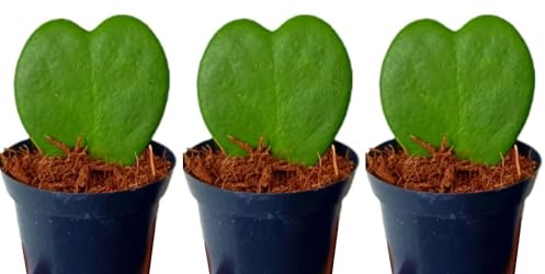 Segura Garden Pack de 3 Plantas Bebé Hoya Kerrii, 7 cm | Planta pequeña, Planta del corazón, Crasas, Planta trepadora con hojas en forma de corazón