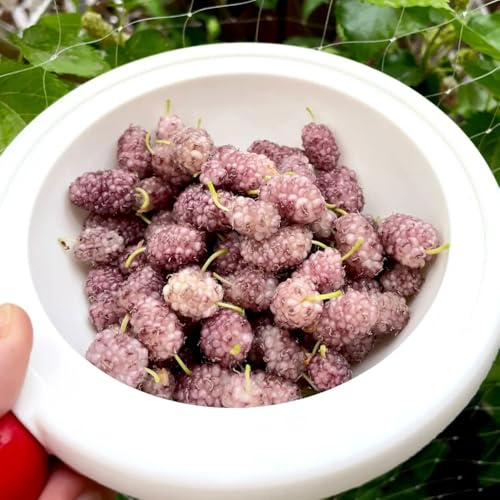 acquistare semi di gelso, giardino roccioso di esotiche giardino nani resistenti fresca regali 300pcs