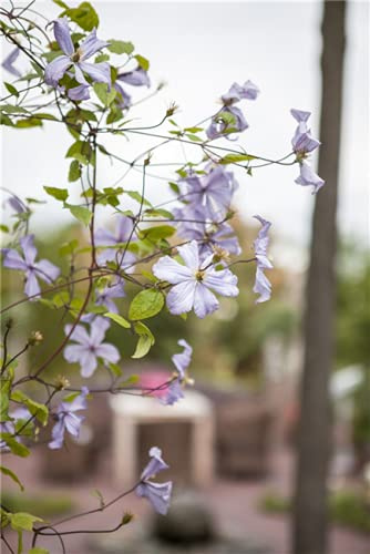 Waldrebe Clematis viticella Prince Charles 40-60 cm winterhart | Violette Blüten, lange Blütezeit, ideal für Zaun und Balkon, sonnig bis halbschattig, robust, bienenfreundlich