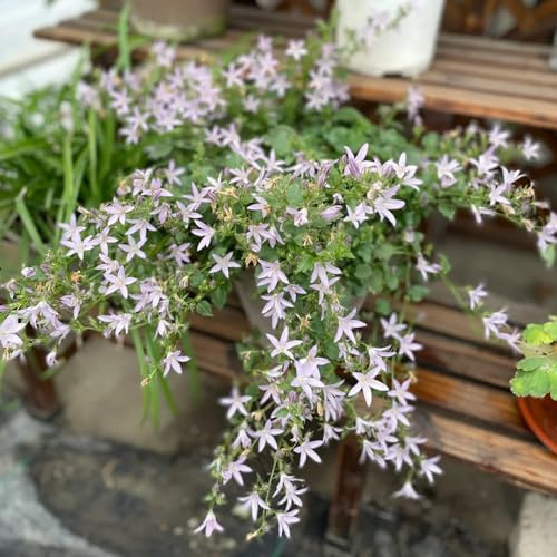 Semi di campanula - Le da giardino sono resistenti Campanula media - da balcone resistenti Le perenni sono Le da giardino sono 50pcs