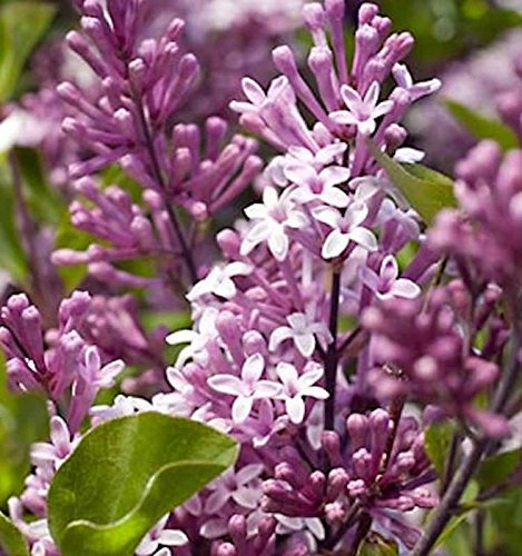 Hochstamm Zwergflieder Meyers Palibin 60-80cm - Syringa meyeri - lebende Gartenpflanze aus den Baumschulen